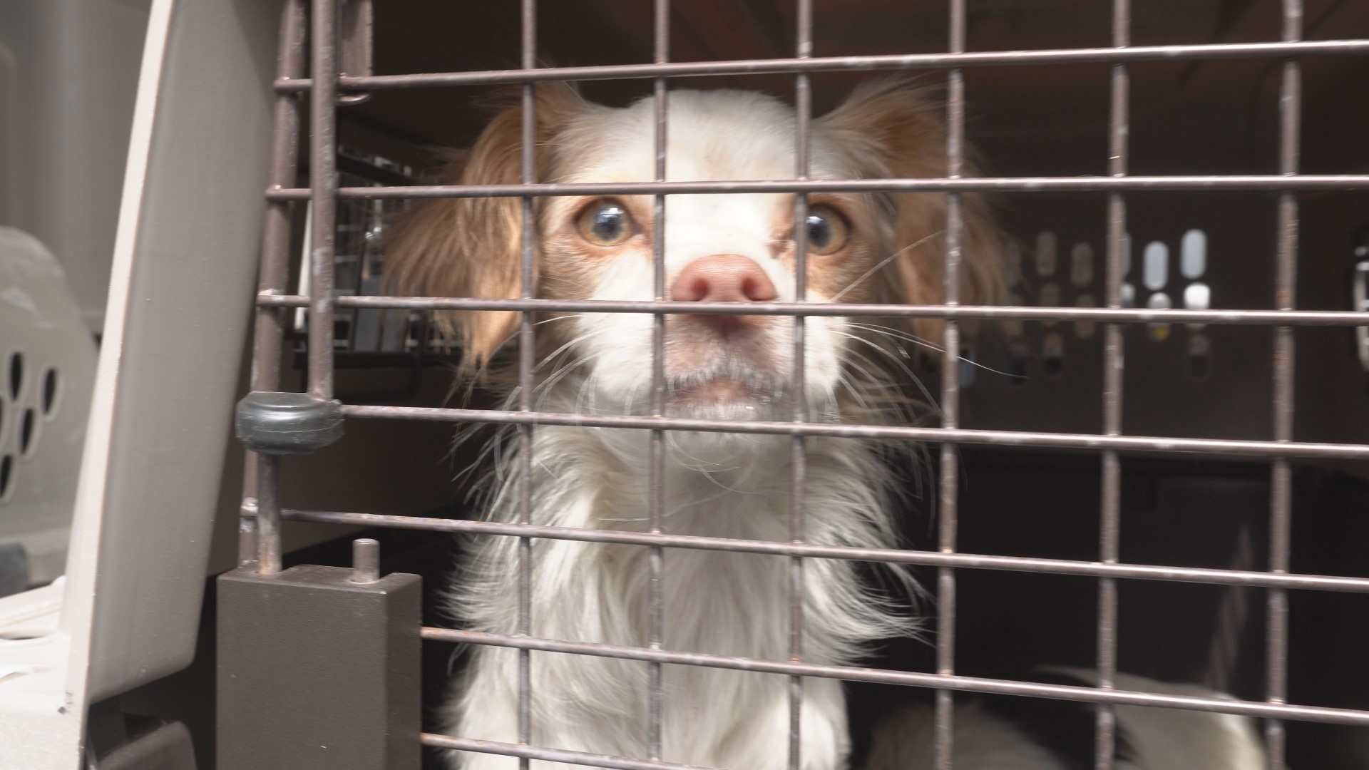 This marks three dog hoarding cases in Northeast Florida in March alone.