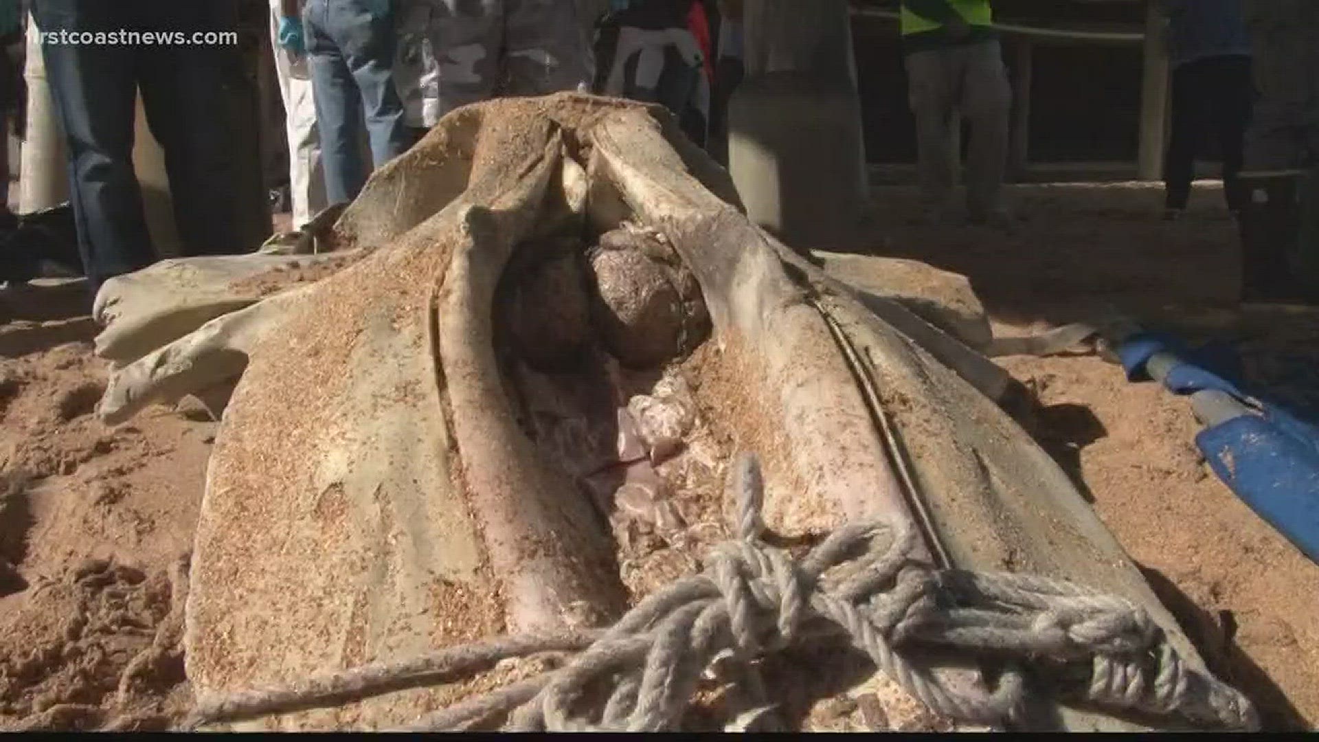 The skull was found under the pier in Flagler Beach and washed ashore on Valentine's Day.