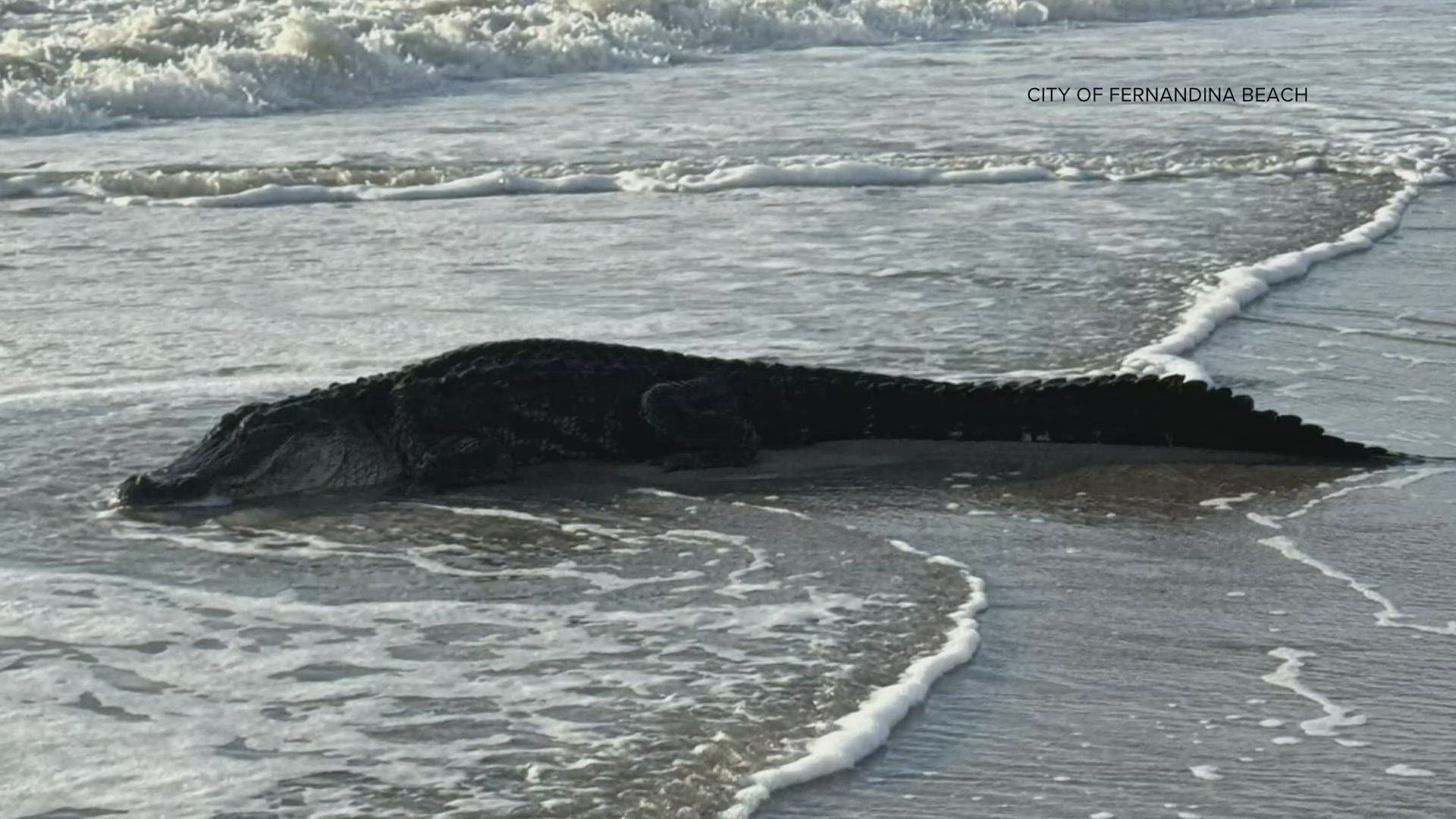 City officials said it's normal for gators to take a dip in salty water, but reminded residents to give them their space if they see one.