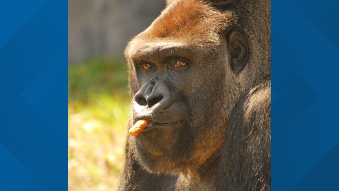 Jacksonville Zoo and Gardens mourns gorilla