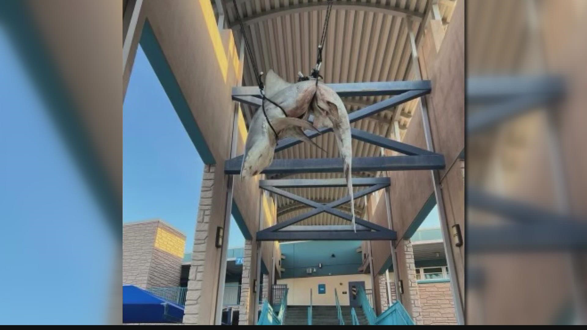 Animal rights advocates PETA sent a letter to St Johns County School Superintendent offering "empathy lessons" after photos of the prank went viral.