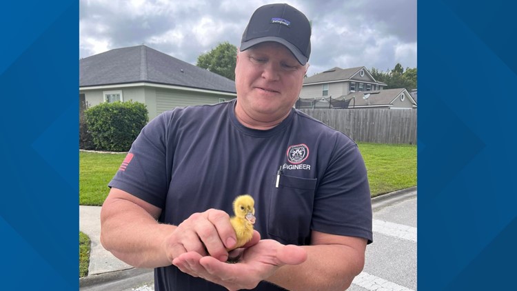 SJCFR firefighters rescue duckling safely, reunite with mother in St. Johns County