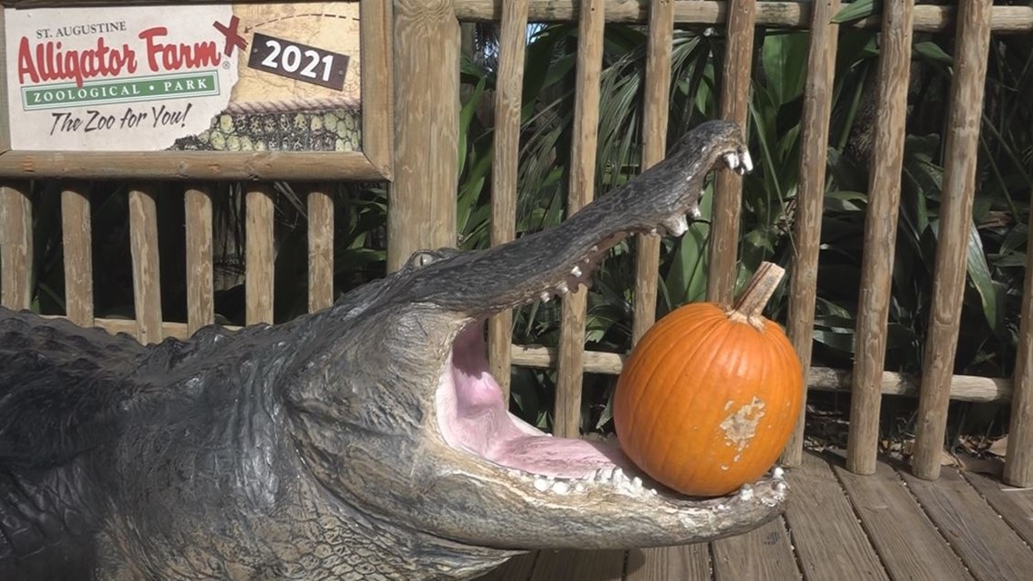Mekena explores the First Coast, St. Augustine Alligator Farm - Vimarsana News