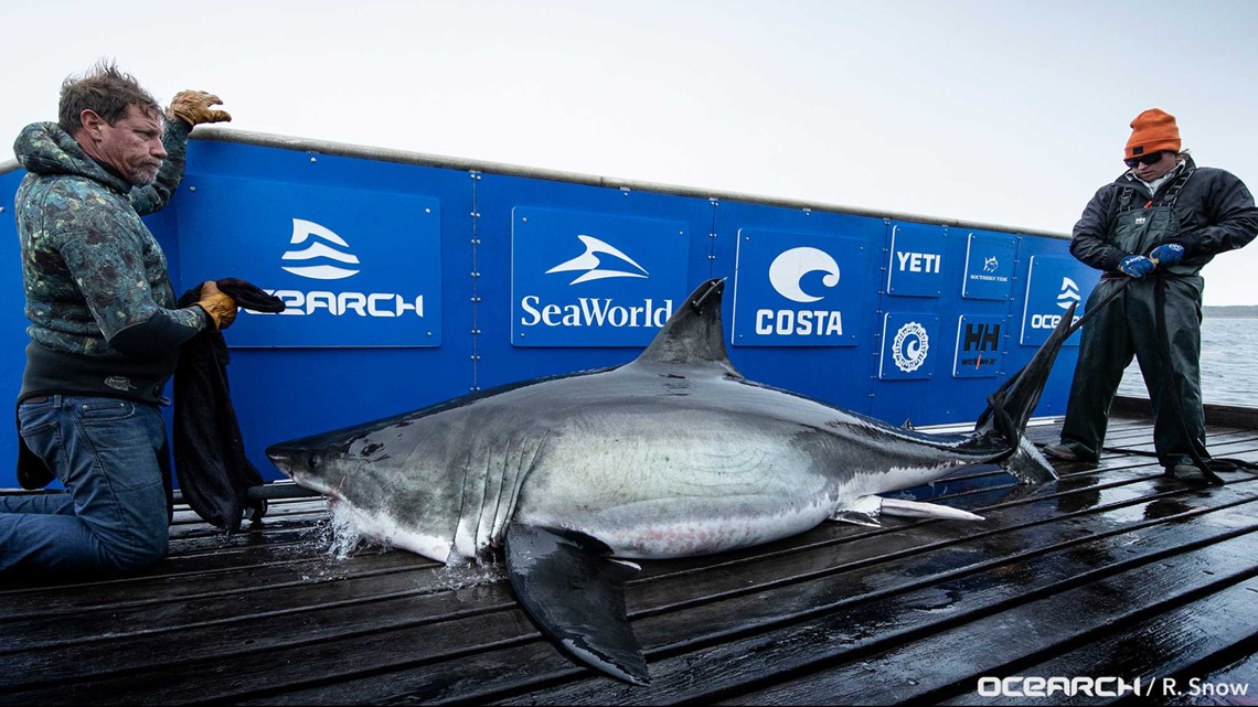 Where is OCEARCH's headquarters located? | firstcoastnews.com - Vimarsana News