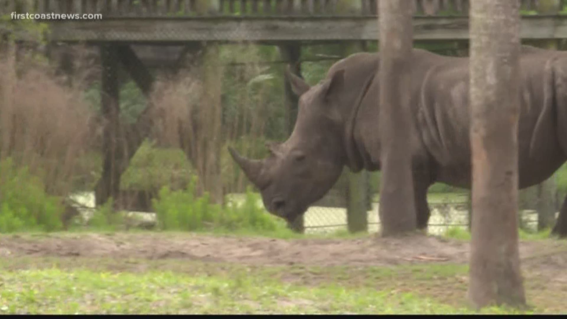 These measures are being made months after a zookeeper was hurt by a rhino during a routine exam.