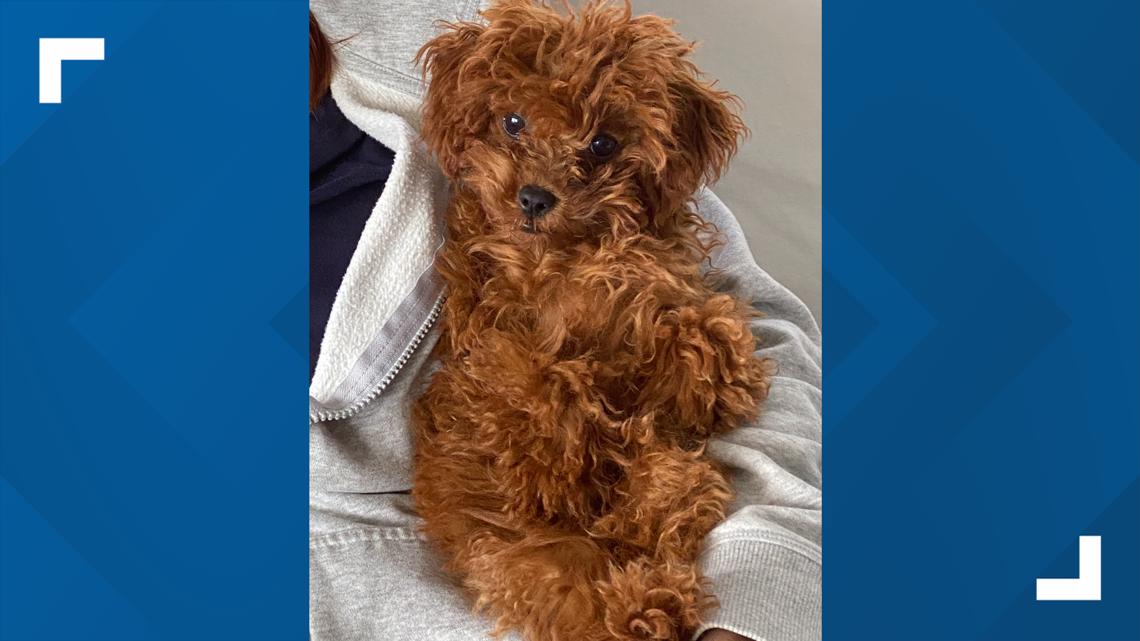 FCN crime analyst gives advice when ordering delivery after delivery driver accused of stealing puppy - Vimarsana News