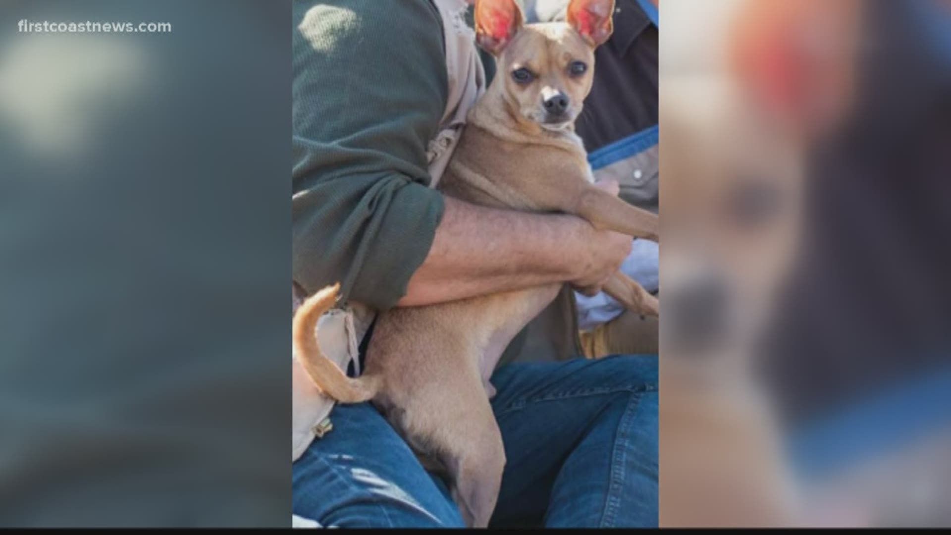 Deputies said Max the 6-year-old chihuahua went missing after a crash on State Road 11 near County Road 140.