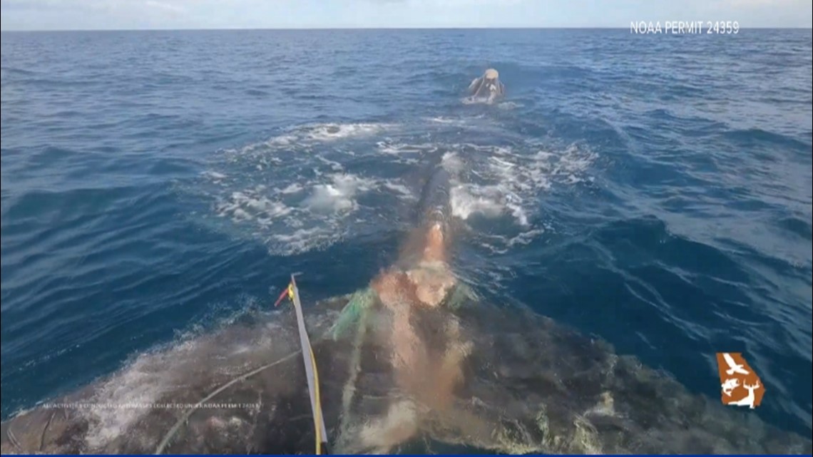 Video: Rescuing a right whale entangled in lobster traps ...