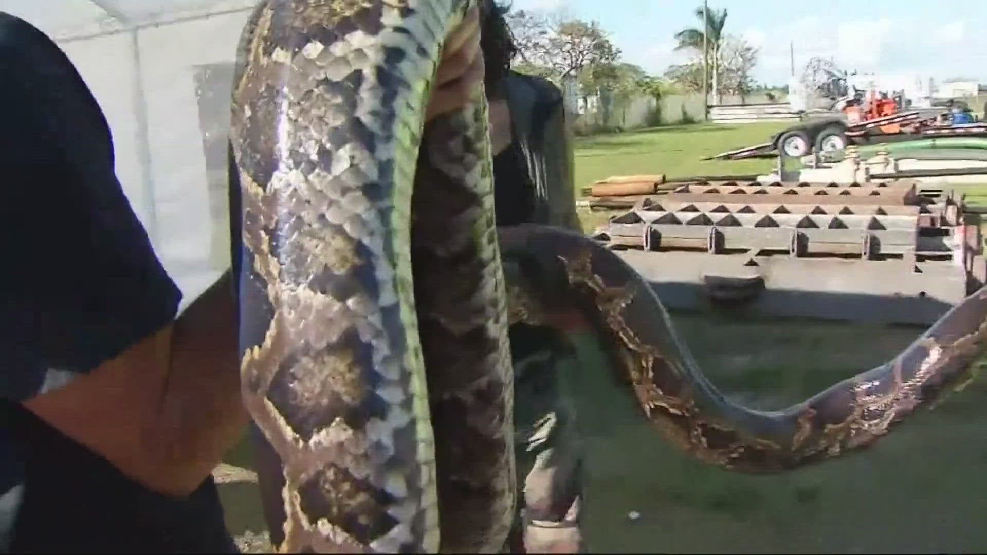 A University of Florida team put radio trackers on eight pythons before releasing them back into the Everglades.