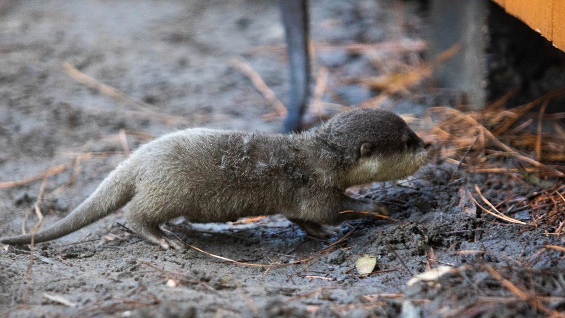 cute baby river otter