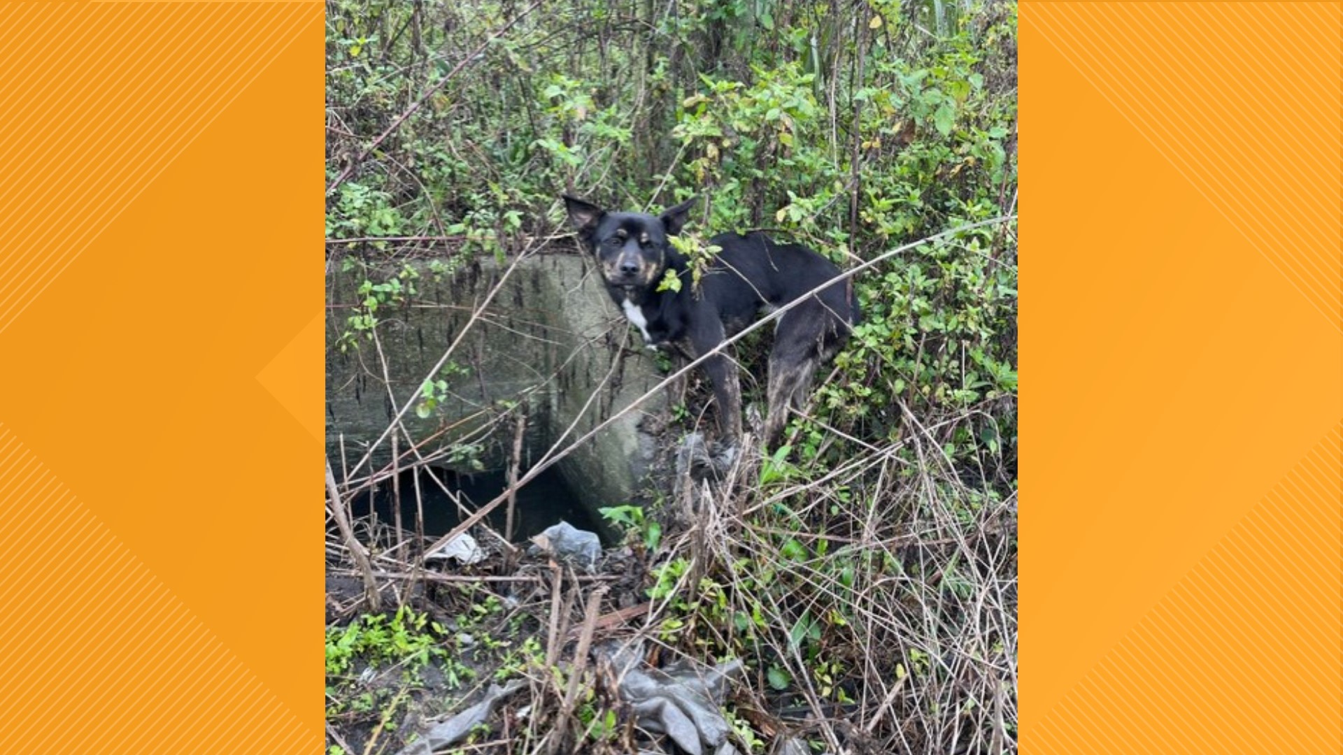 Yulee woman finds dog in the middle of a busy highway in Jacksonville