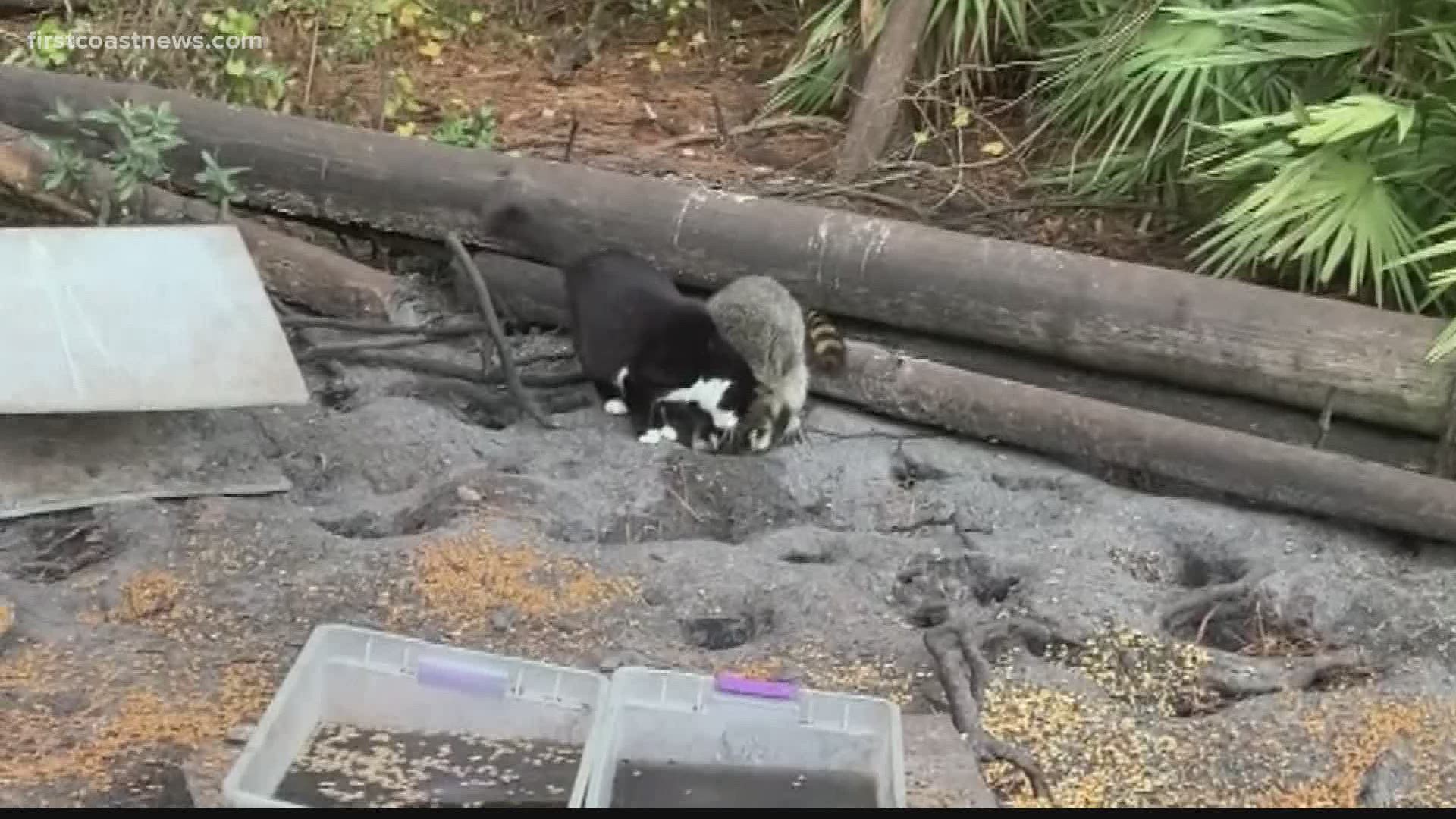 Cat, raccoon are best friends and it's adorable 