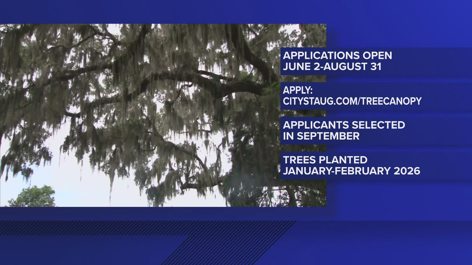 St. Augustine tree canopy enhancement program opens June 2 ...