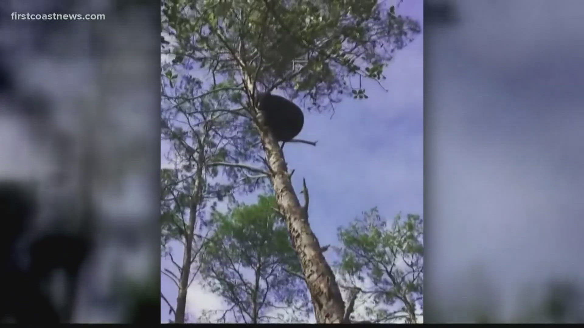 In 2018, nine people were arrested in Florida on animal cruelty charges in cases where they baited bears and used dogs during bear hunts. 