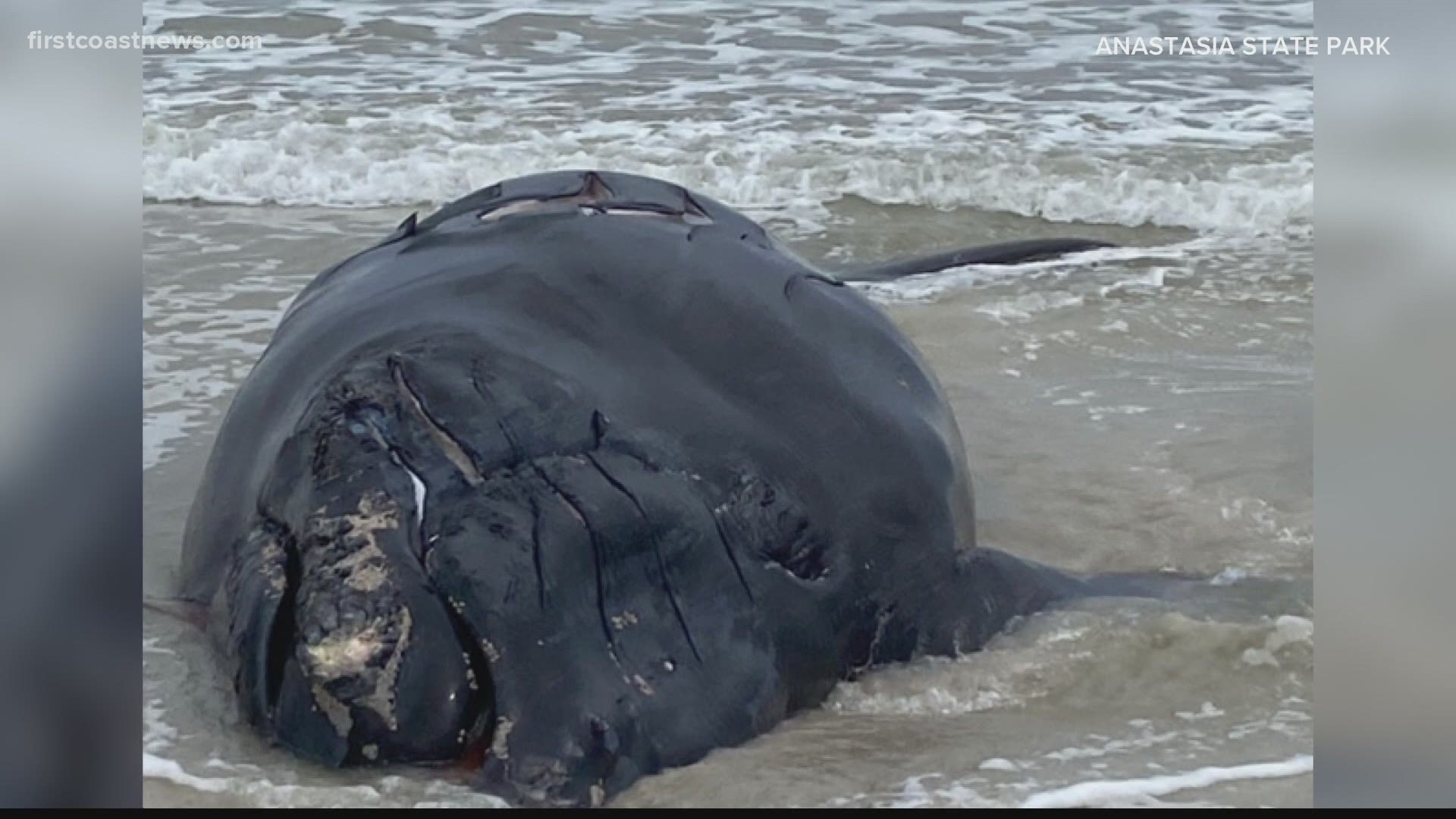 Endangered baby right whale killed after colliding with boat near St. Augustine Inlet