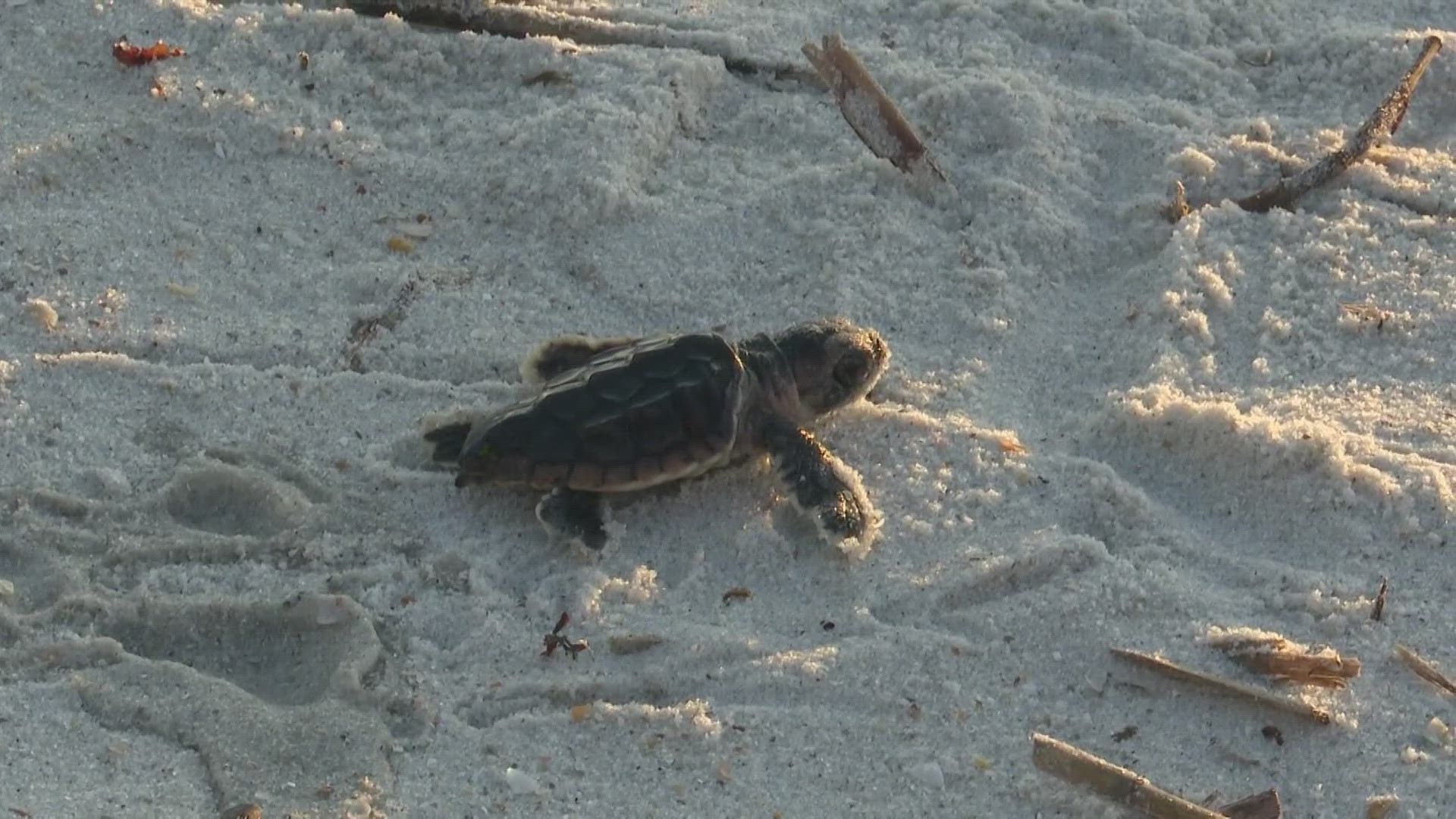 On Sautrday, The Ponte Vedra Sea Turtle Patrol found four additional nests that had baby sea turtles emerge.