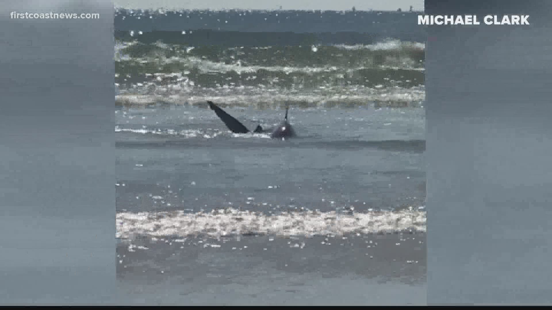 A fisherman was attempting to catch coast fish but accidentally snagged the shark.