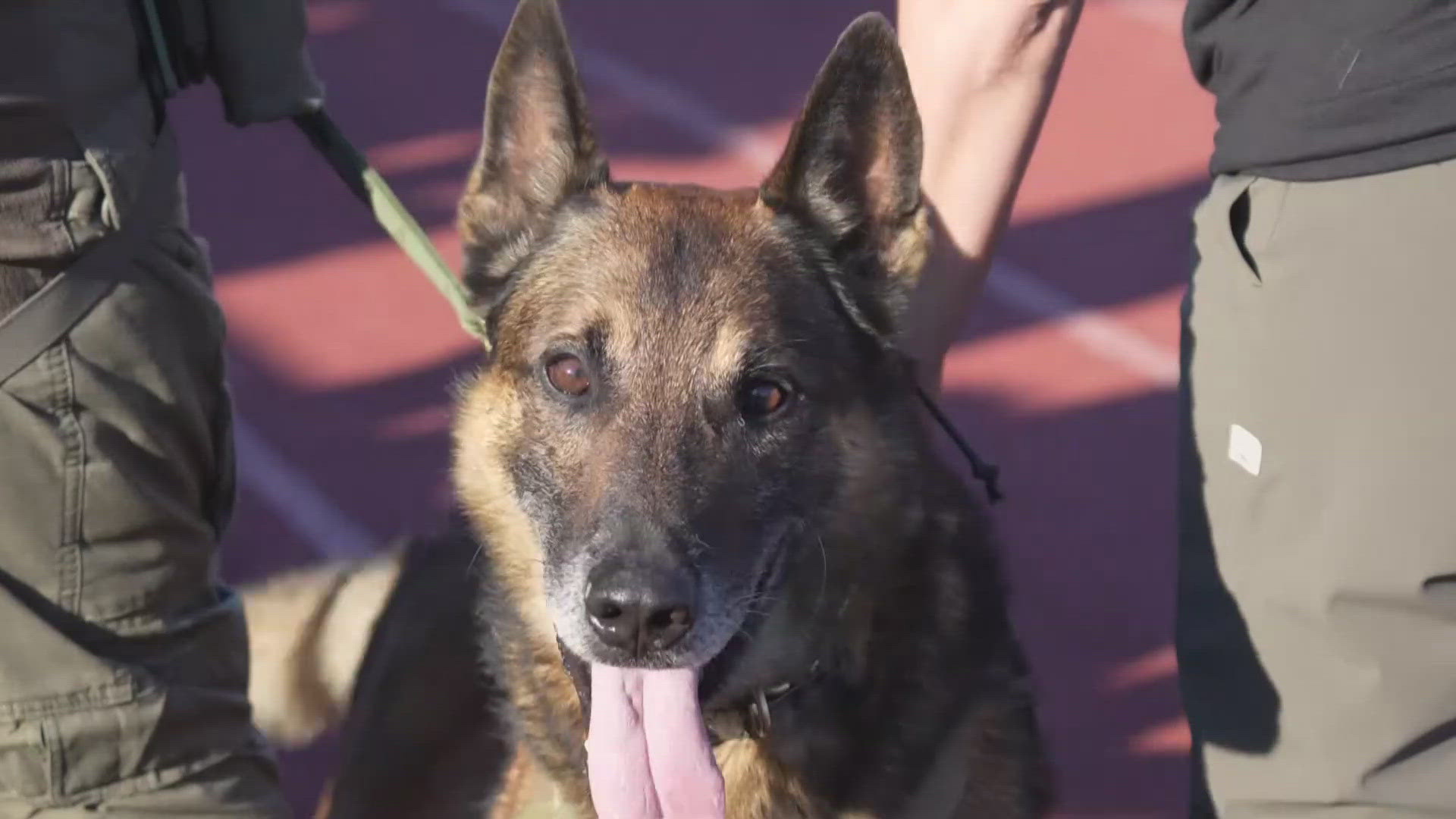 Fifteen police dogs put their skills to the test to win this year's top dog award.