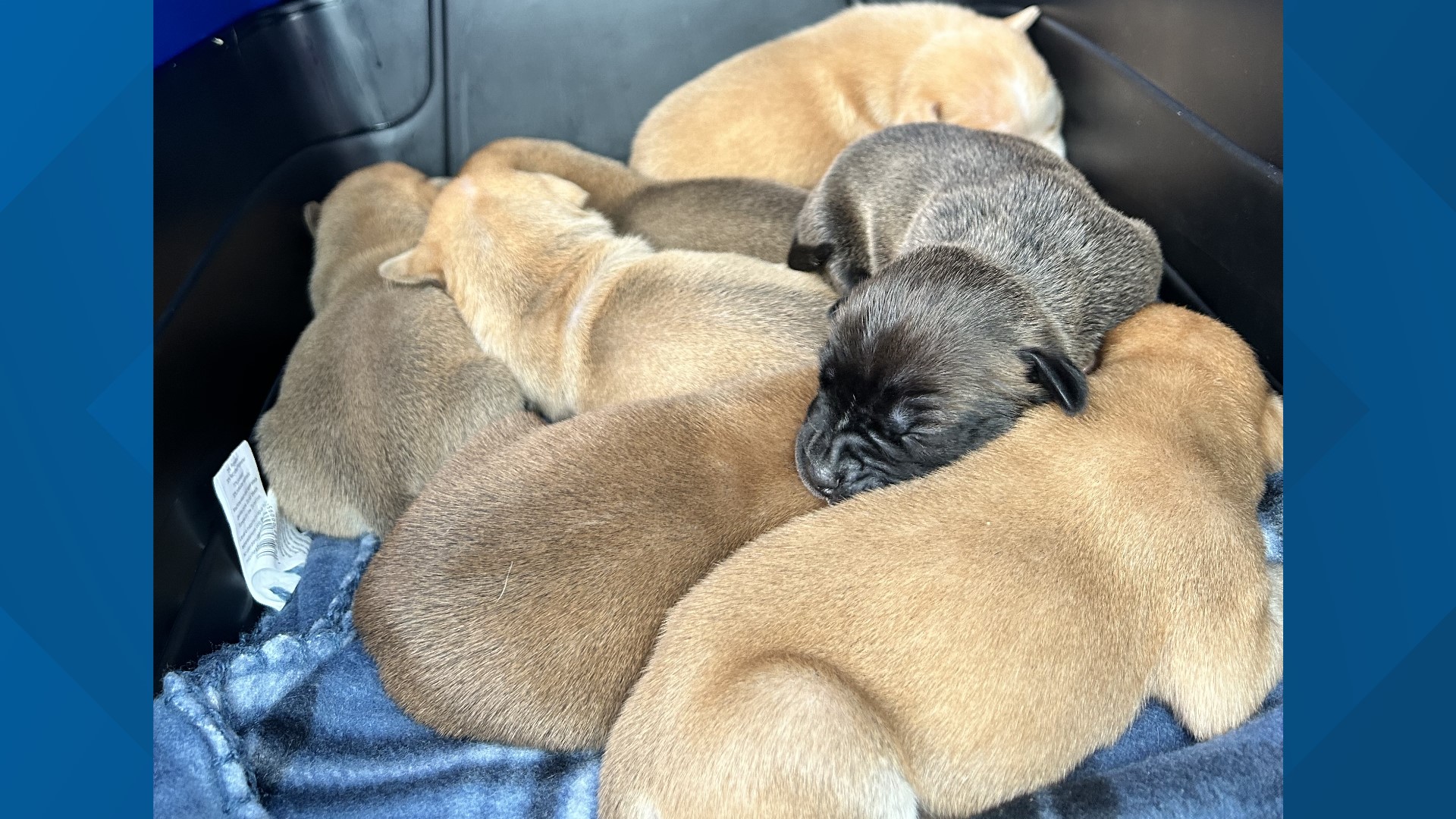 More than 70 dogs and cats were surrendered from a Middleburg home on Jan. 23.