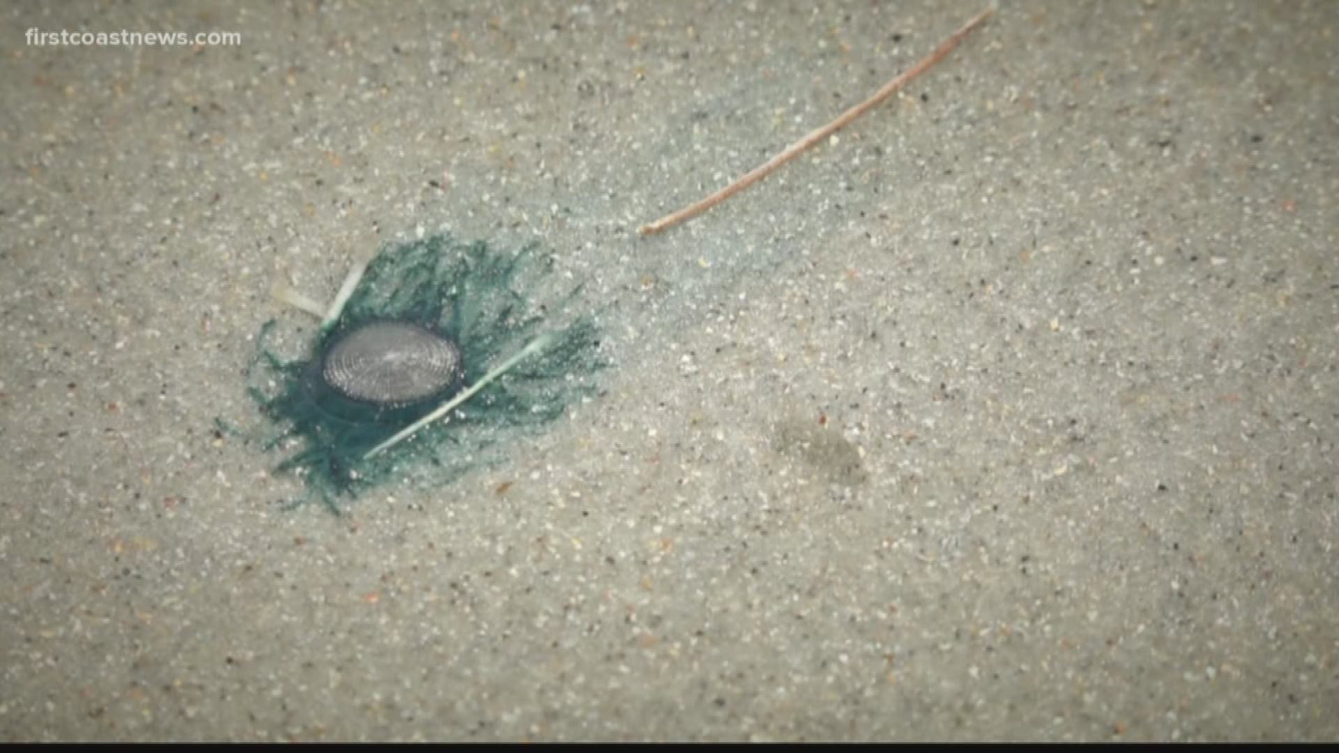 Have you noticed the tiny, blue, jellyfish-like creatures washing ashore on Jacksonville's beaches? They're called Blue Buttons and they're not actually jellyfish.
