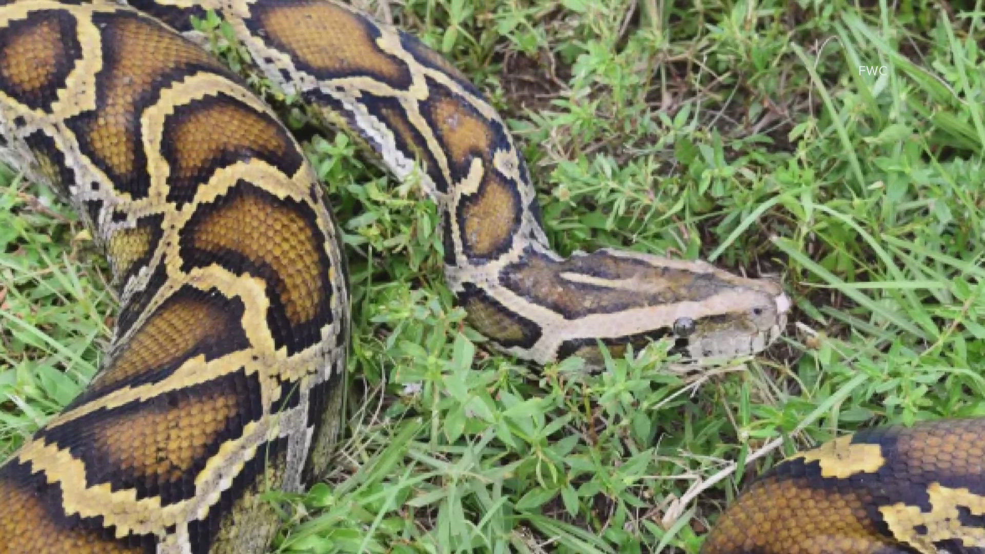 Since 2017, over 14,000 pythons have been removed by the FWC and South Florida Water Management District contractors.