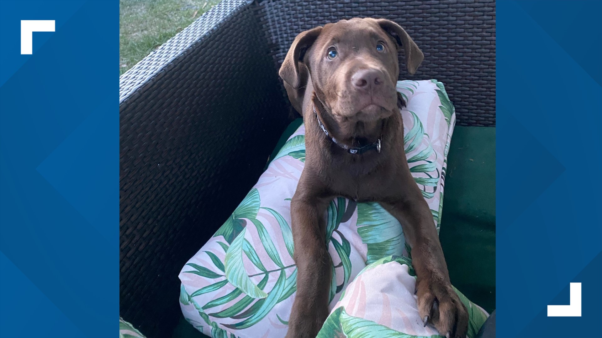 Jaguars' kicker Josh Lambo helping to get more dogs adopted