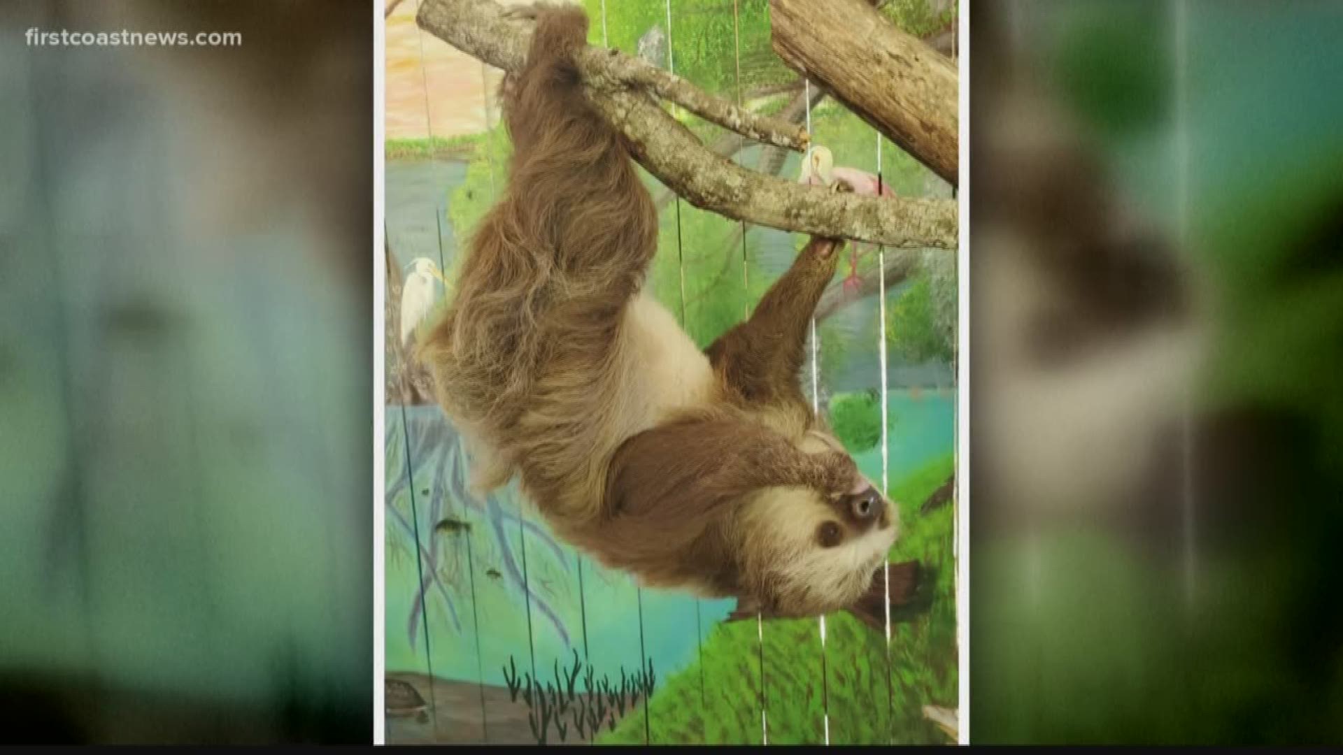 A pair of two-toed sloths will make their home at the St. Augustine Alligator Farm's rainforest habitat.