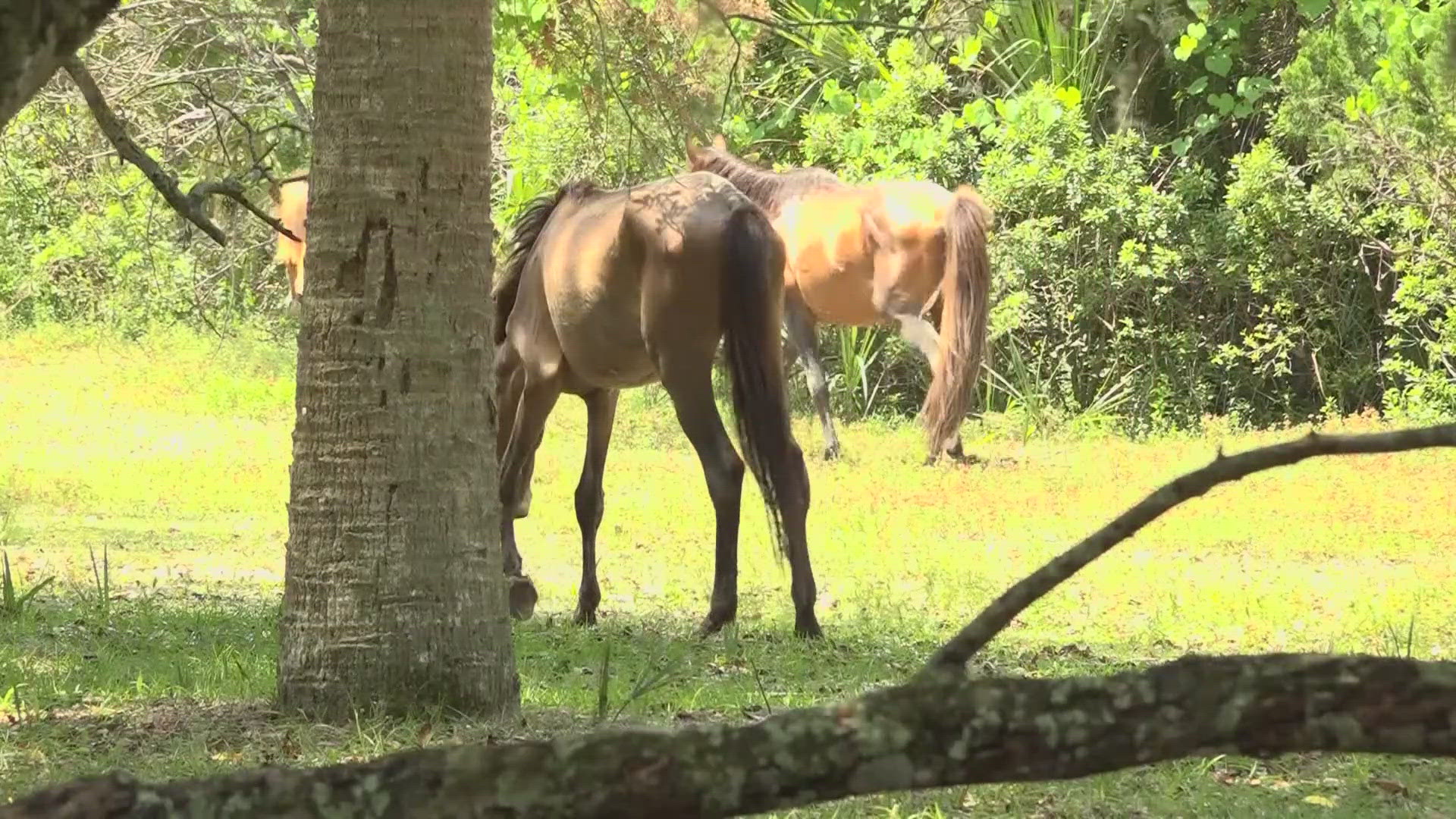 Advocates had filed a lawsuit against the National Park Service over the mistreatment of feral horses on Cumberland Island.