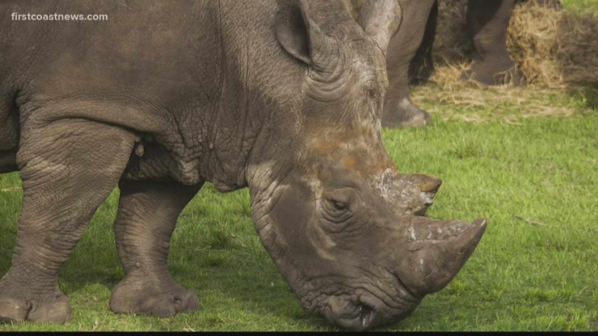 On Tuesday a female zookeeper was struck by the horn of a Southern white rhino during a routine training session. A Jacksonville Zoo and Gardens spokesperson said Wednesday that "the rhino is doing fine but is very naughty."