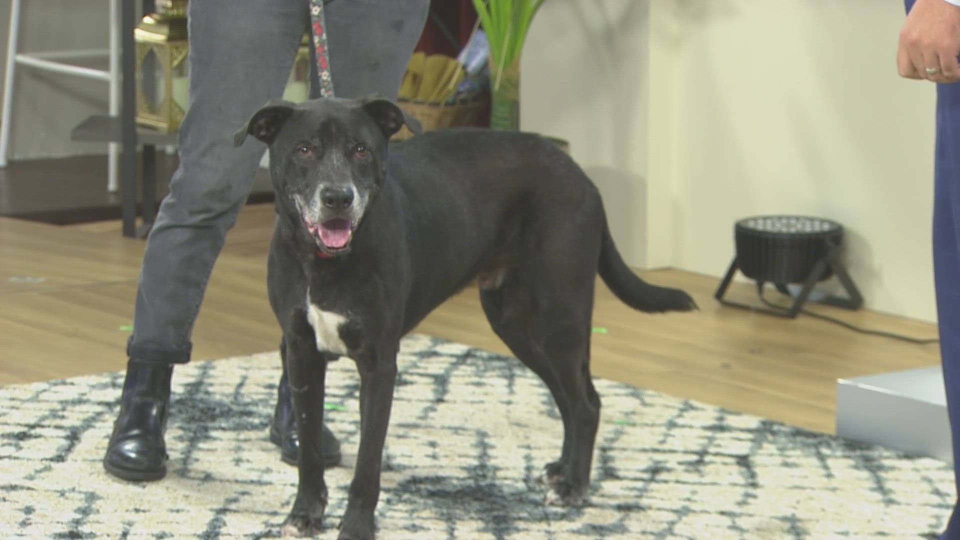 The Jacksonville Humane Society, located at 8464 Beach Blvd., will be having an adoption event Friday until 10 p.m.