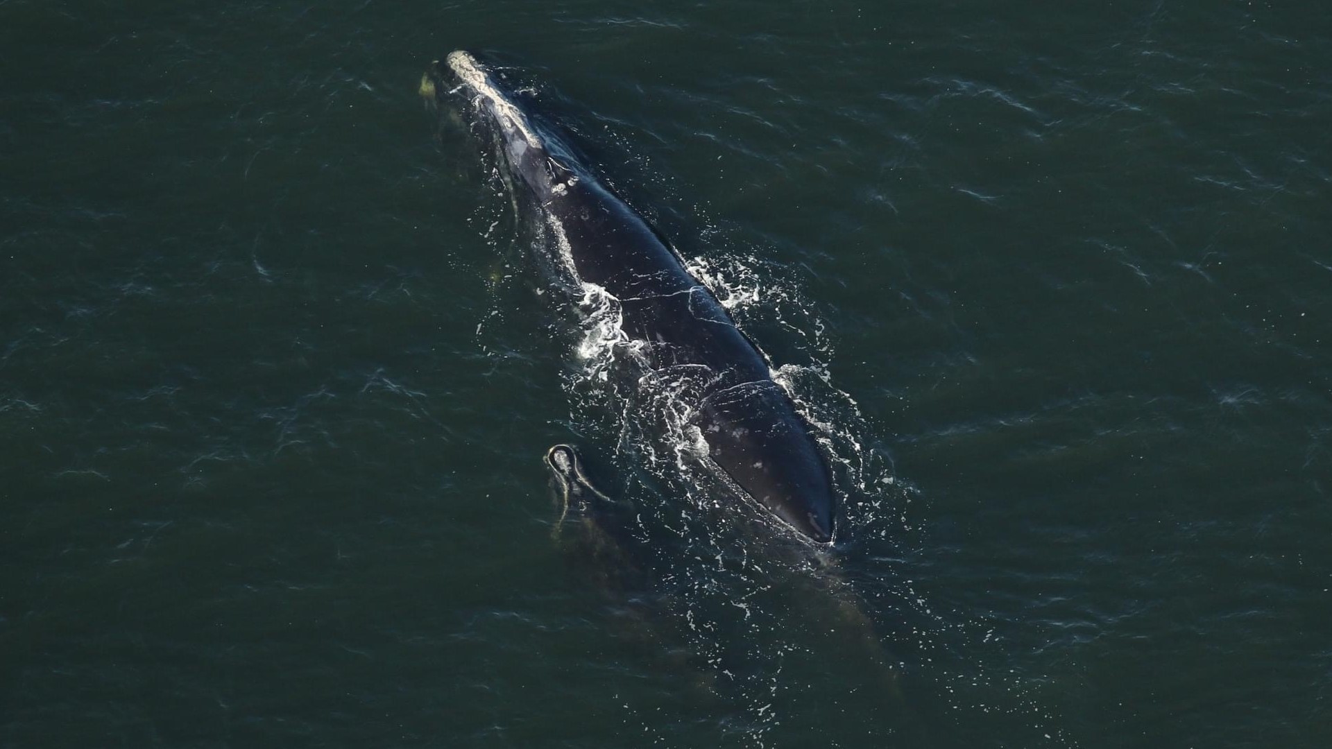The adult whale, Catalog #1425 'Butterfly', who is at least 43 years old, was seen with her fifth calf.