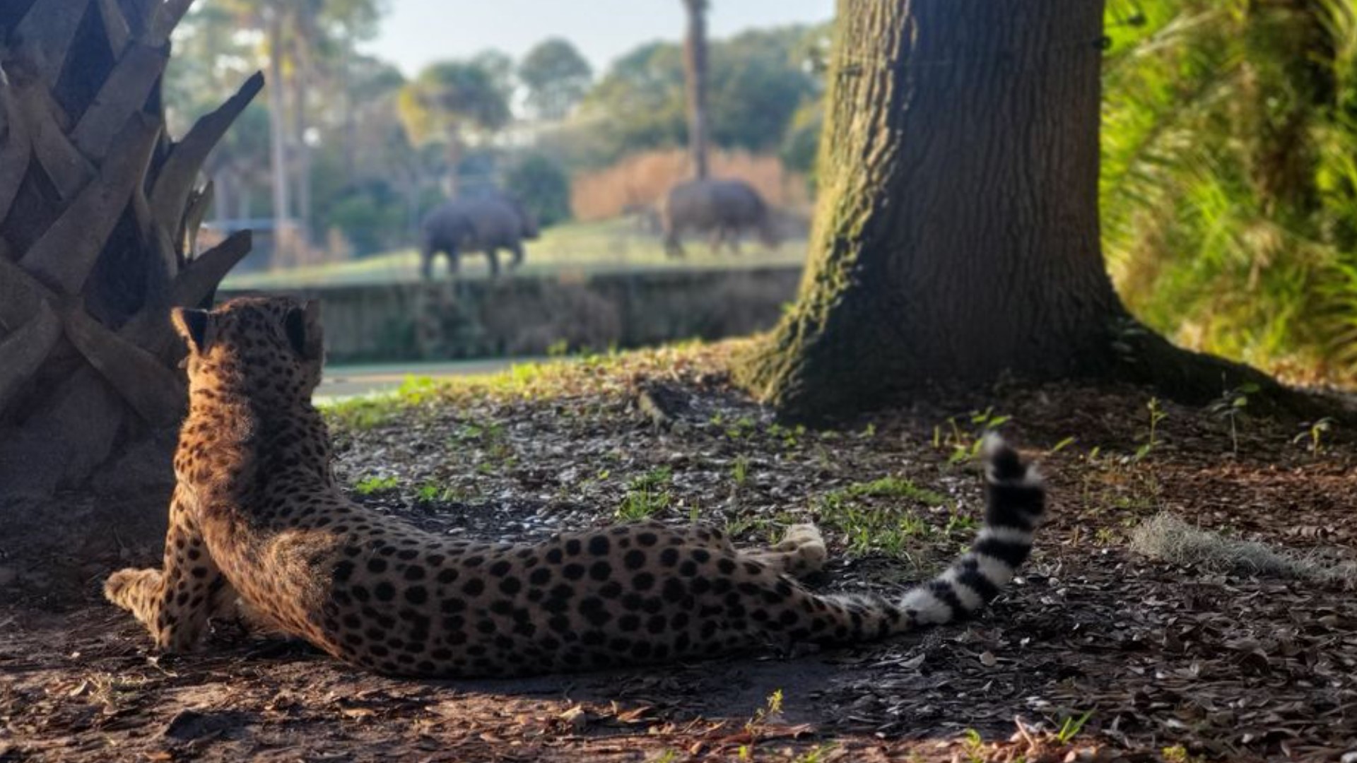 Jacksonville Zoo announces death of Steve the cheetah