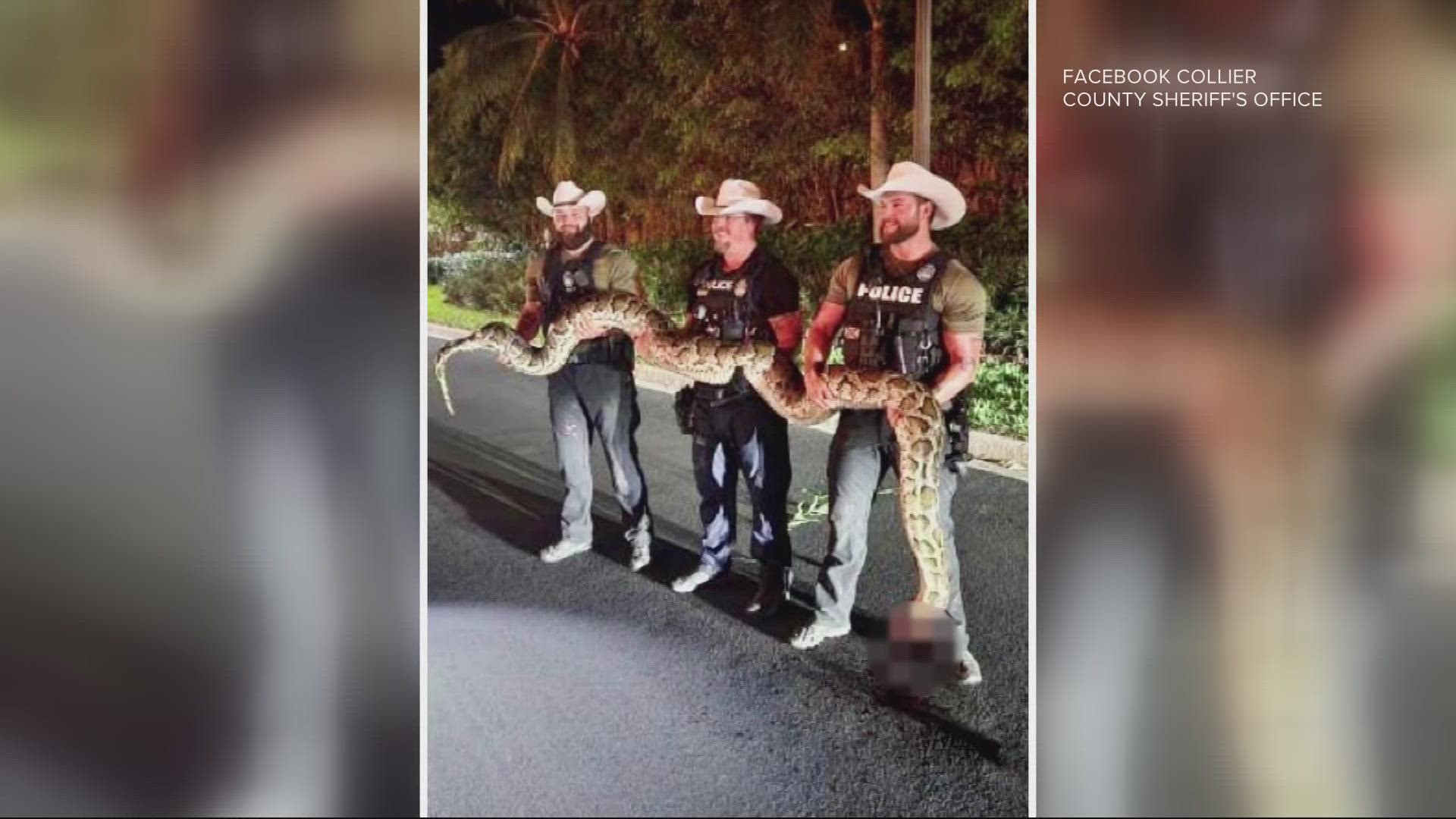 JSO officers helped catch Burmese python.