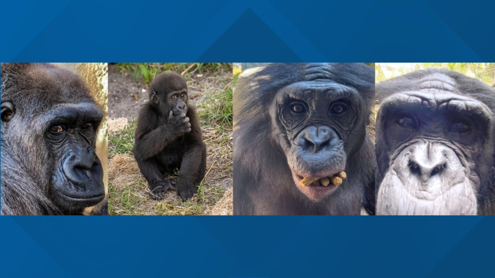 Jacksonville Zoo shares update on apes after disease kills 4 ...