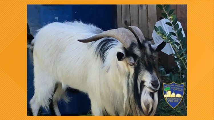 Looking for a new pet? JSO to auction goat found in Arlington last December