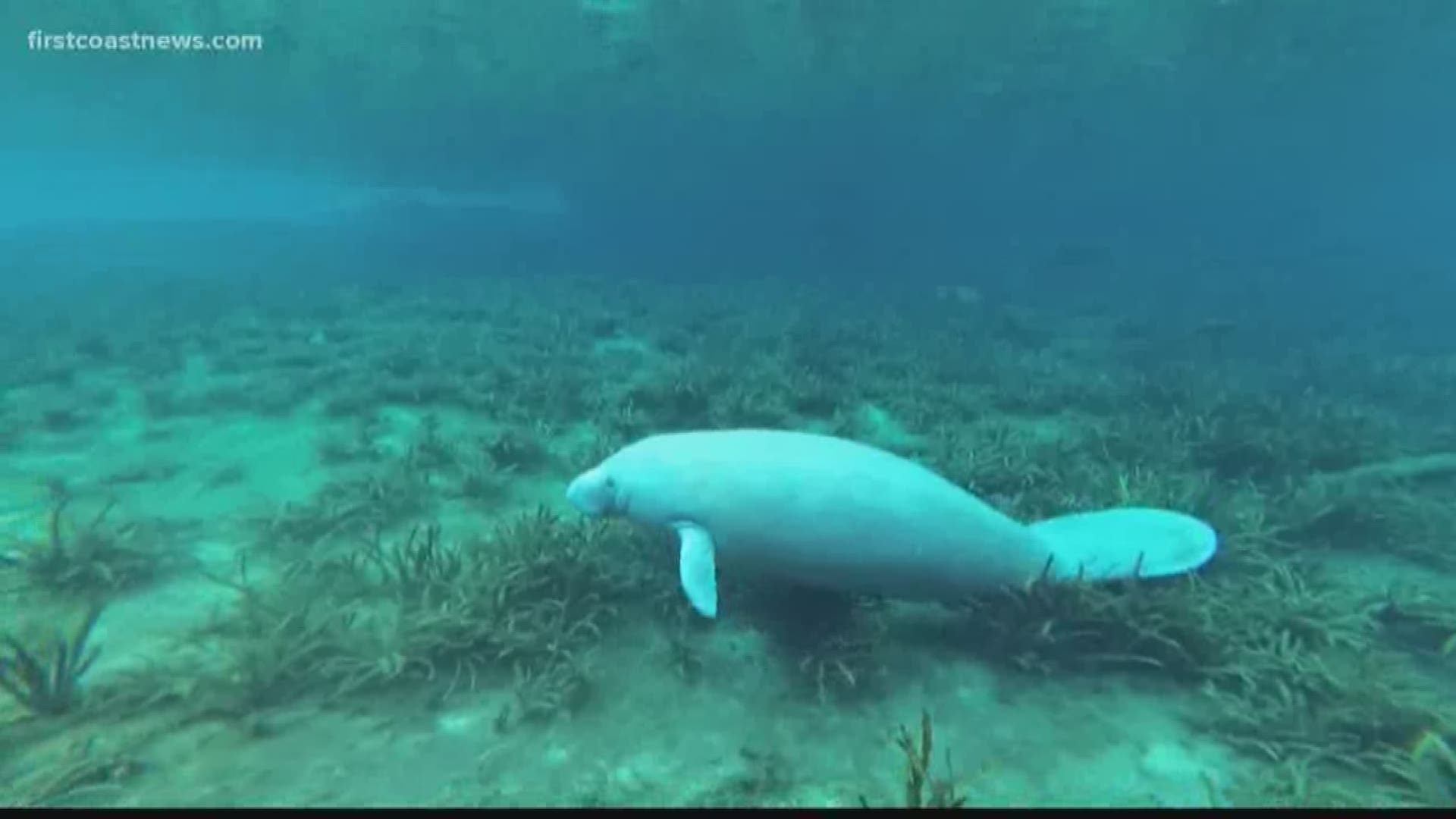 While the Florida manatee population has rebounded in recent years, more and more of the mammals are dying in mostly preventable boat strikes.