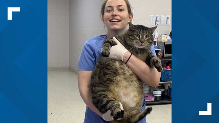 Animal Rescue in Boston Helps Pair of 30-Lb. Cats Lose Weight