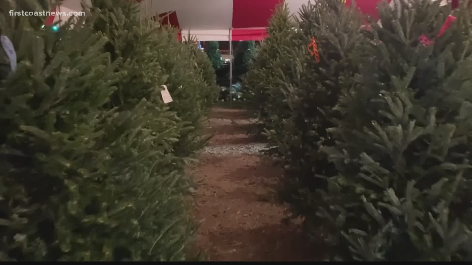 According to data, more people are ditching artificial trees this year. Are you one of them?