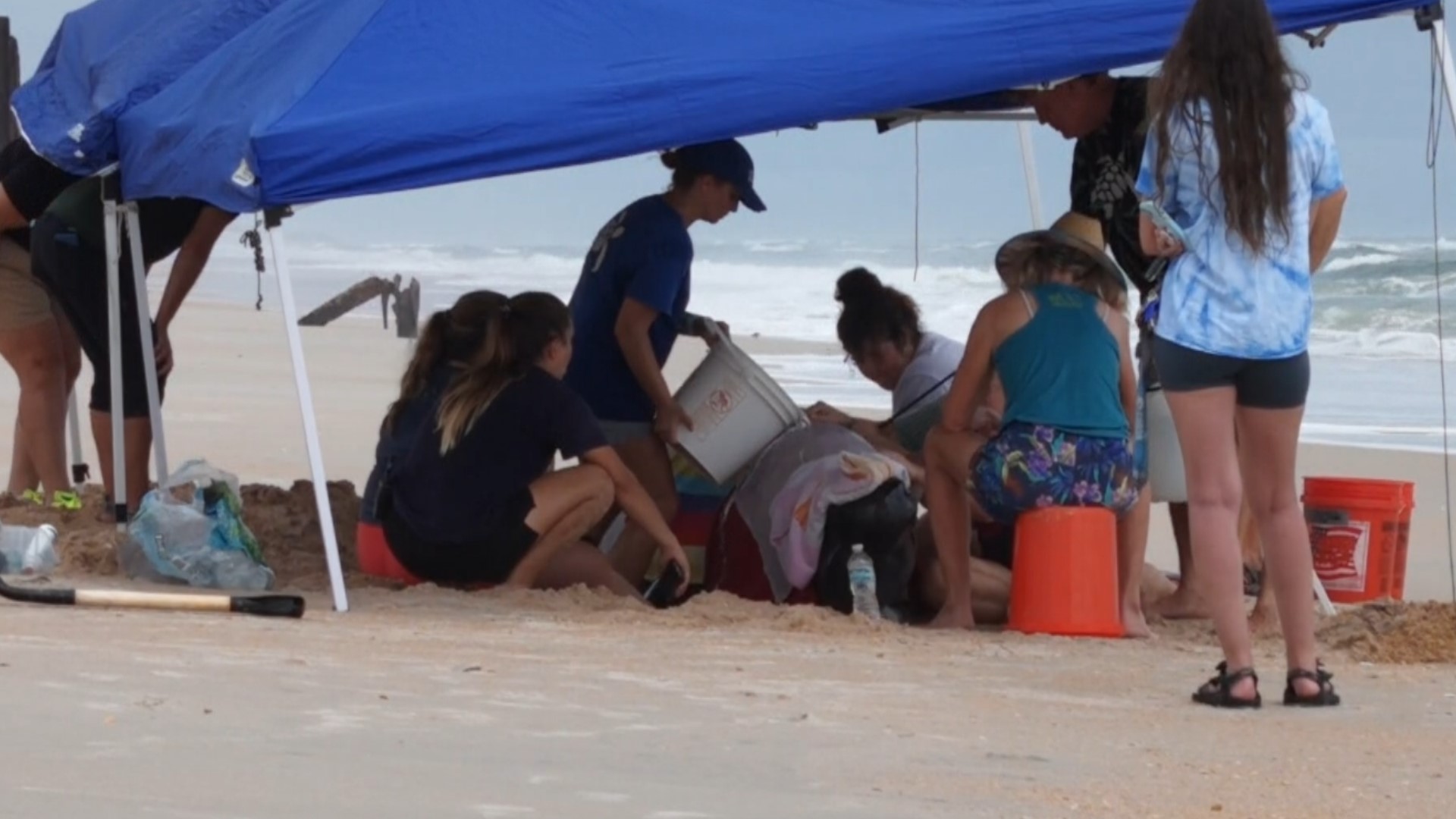 Marineland says the calf washed up on the shore around 10 a.m. Wednesday. The whale is roughly 12 feet long, with small abrasions along her dorsal fin and back.