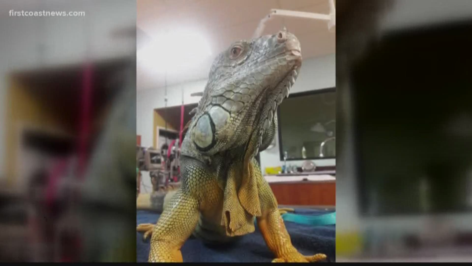 A few months ago, Mr. Deeds escaped from his outside enclosure in Riverside. His owner said she's been trying to rescue him since then.