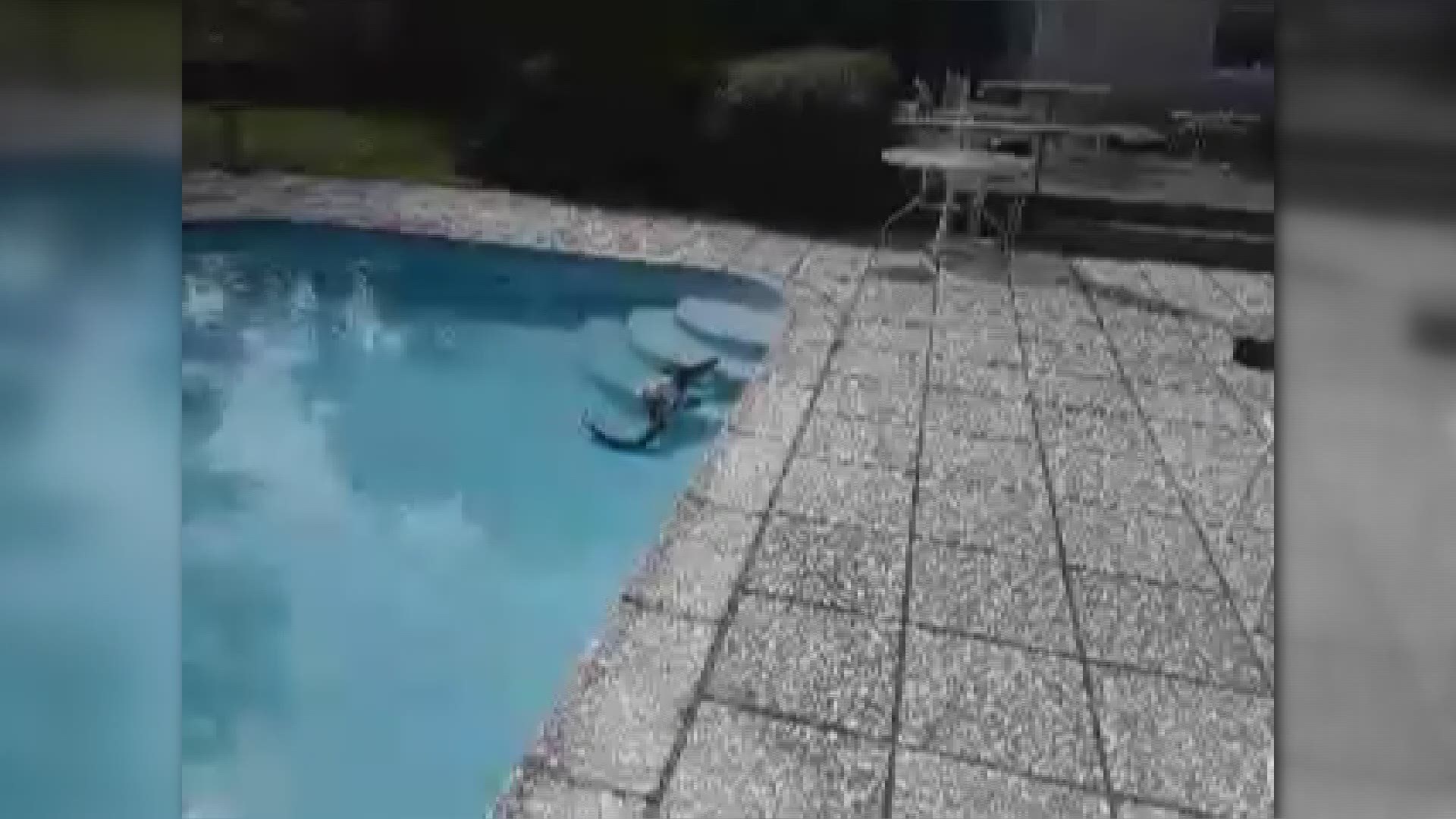 While servicing a swimming pool in St. Simons Island a tech found a gator swimming in a customer's pool.