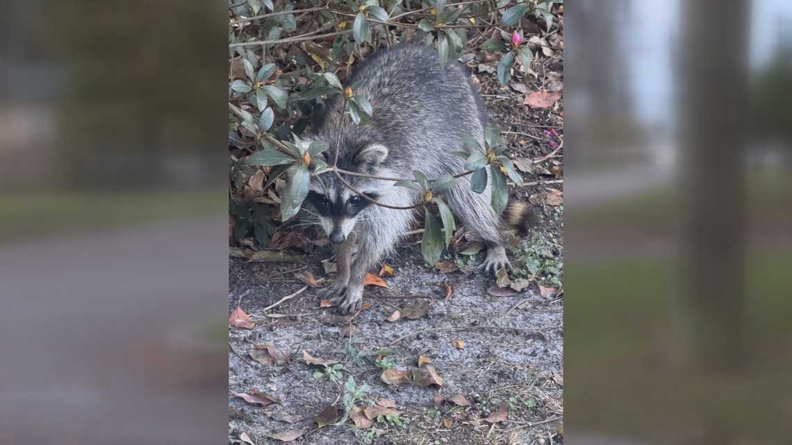 Green Cove Springs police warn dog owners about recent distemper cases in raccoons
