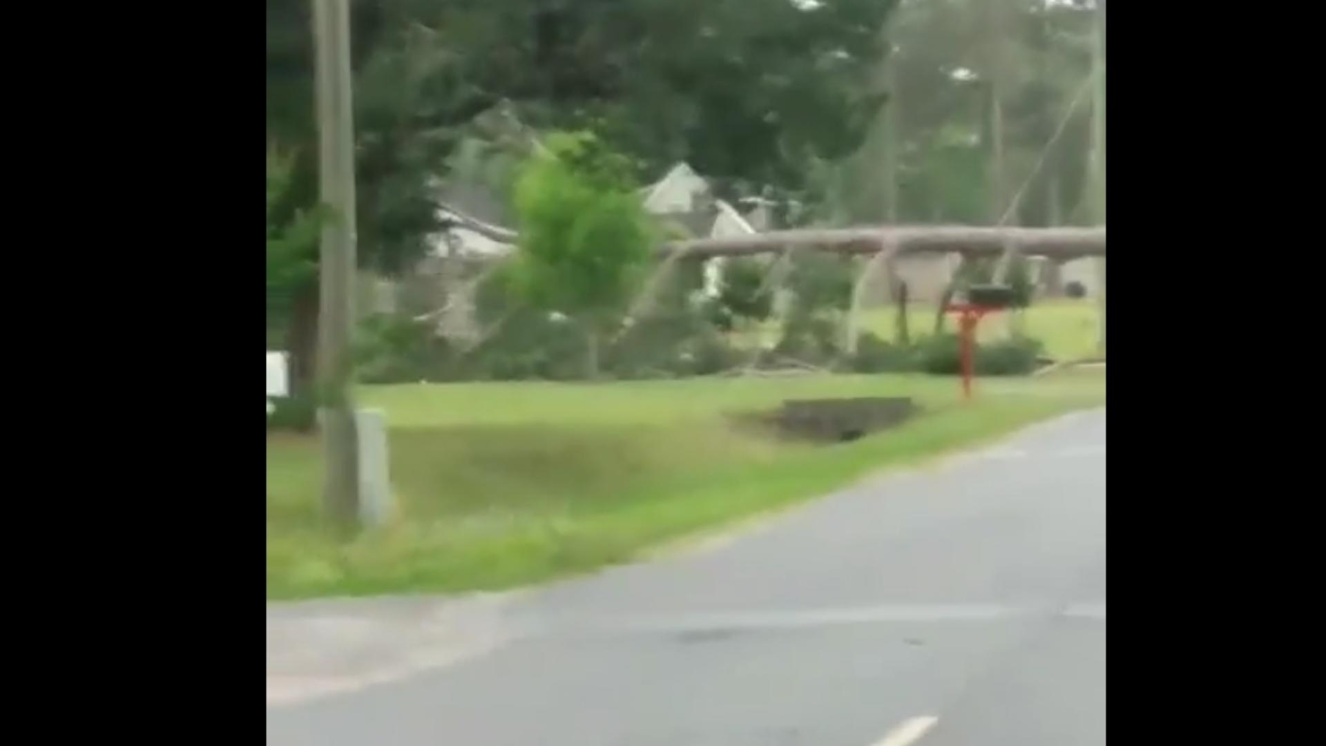 This tree fell down in Waycross, Georgia during severe weather Thursday.