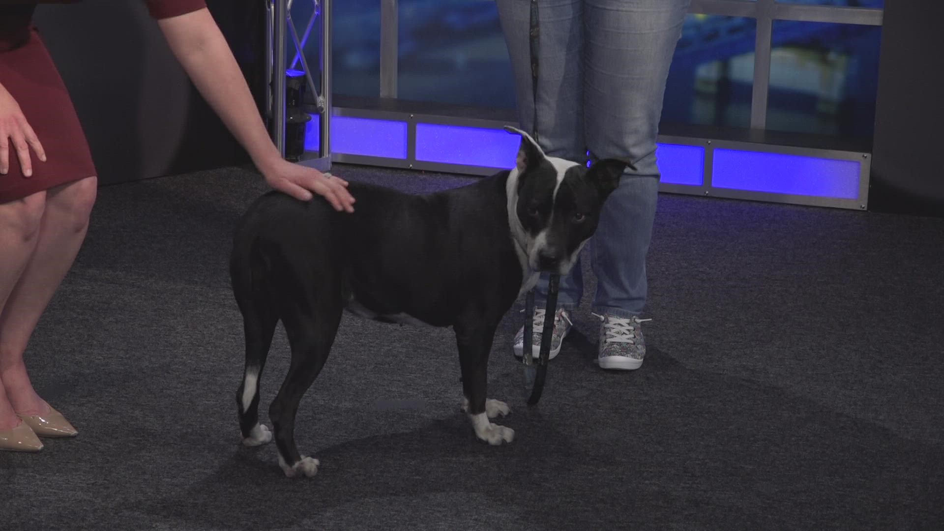 Darla is 5-years-old and is living at the Jacksonville Humane Society while she waits for her forever home!