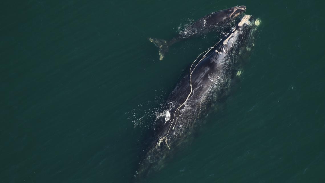 Entangled Right Whale Spotted Off Ga Coast With Calf 