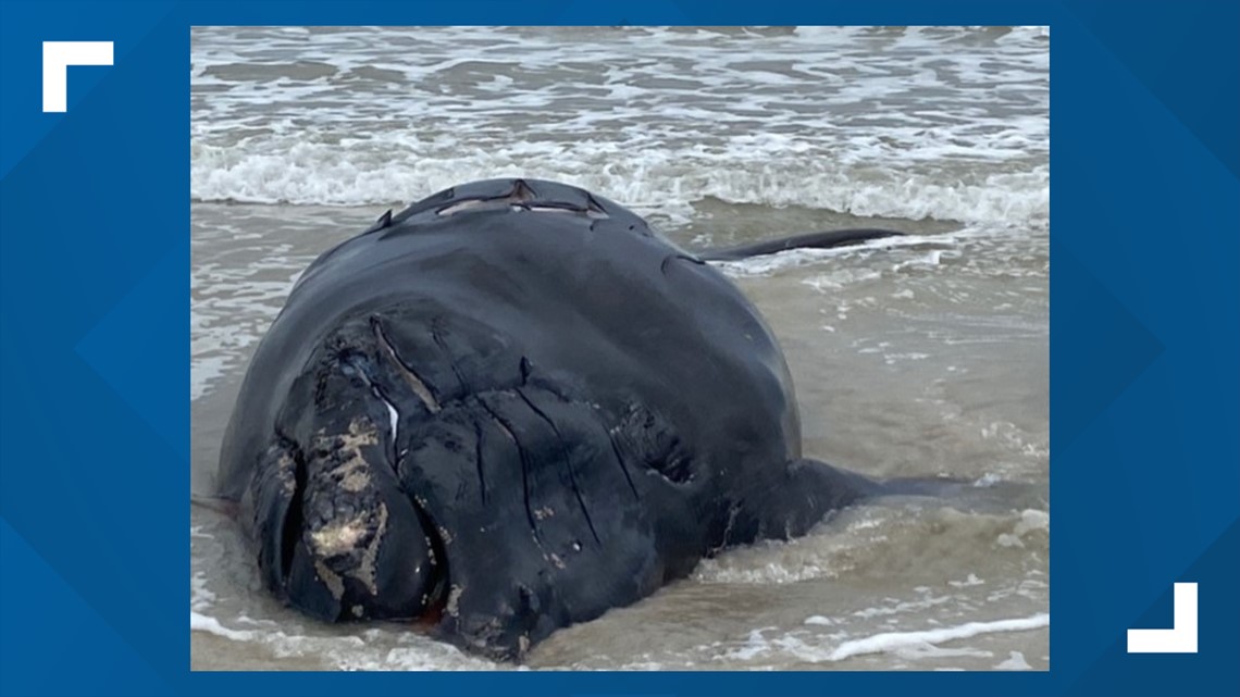 Endangered baby right whale killed after colliding with boat ...