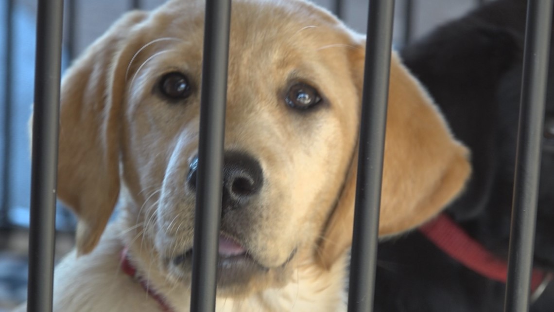 K9s for Warriors needs volunteers to raise puppies for a year - Vimarsana News
