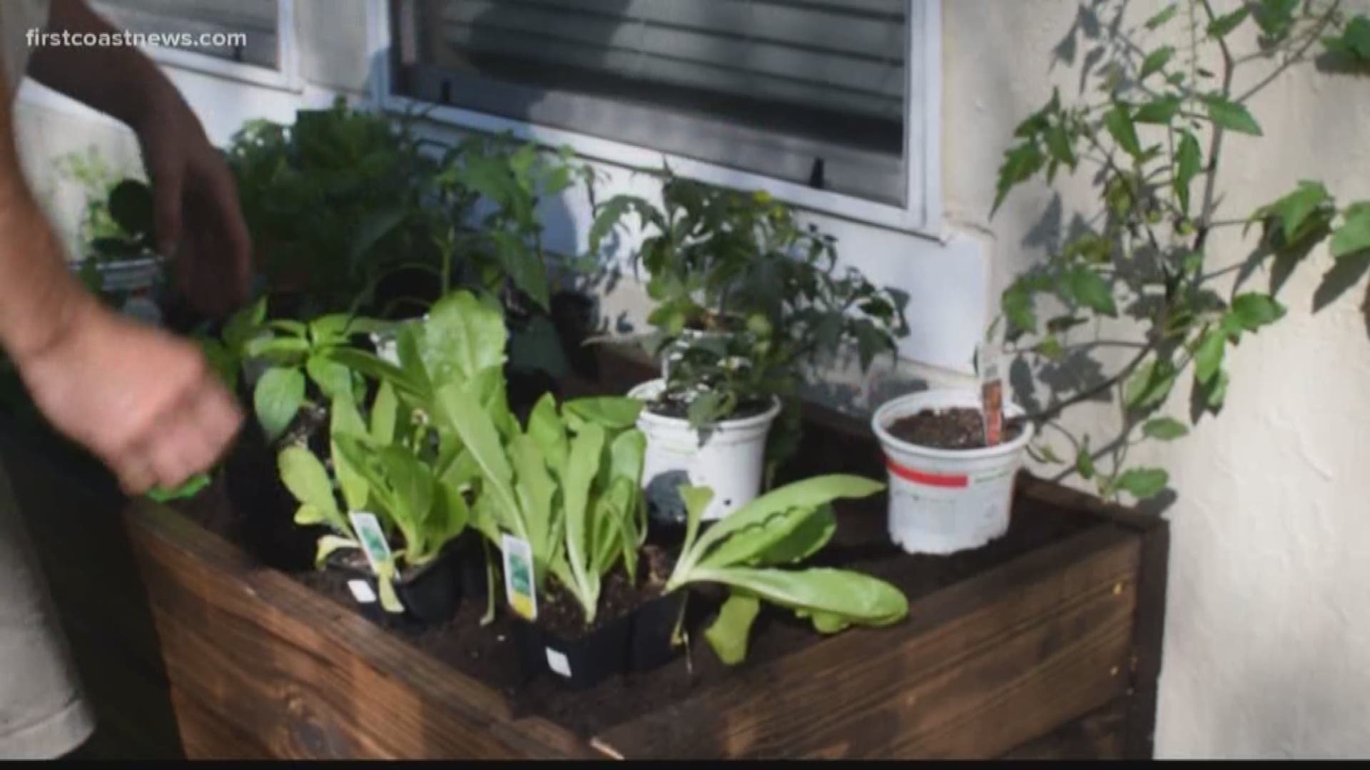 As more and more people try to avoid having to leave their homes, some are turning to growing their owns fruits and vegetables.