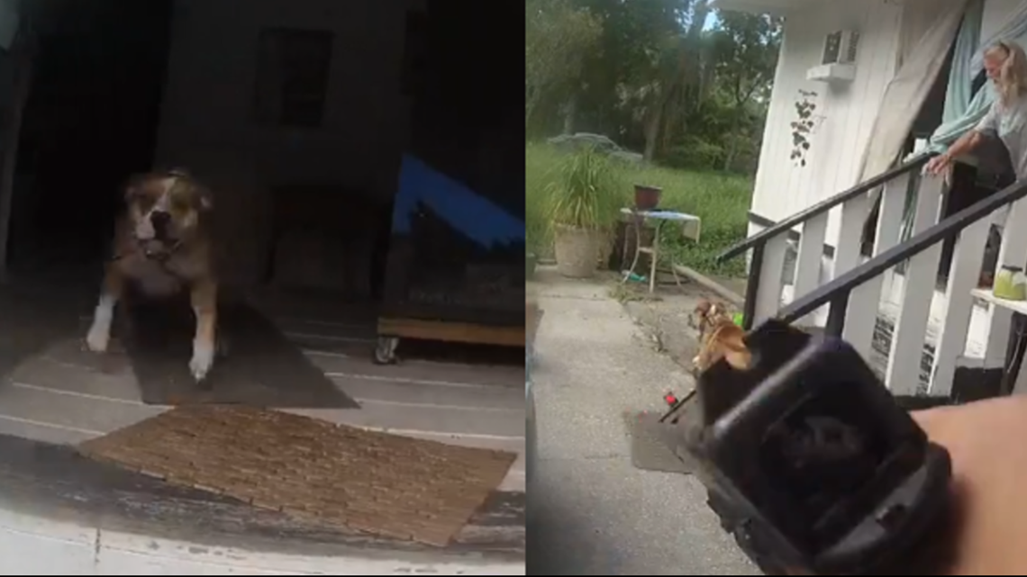 EXCLUSIVE: Dog recovering after being shot in the head