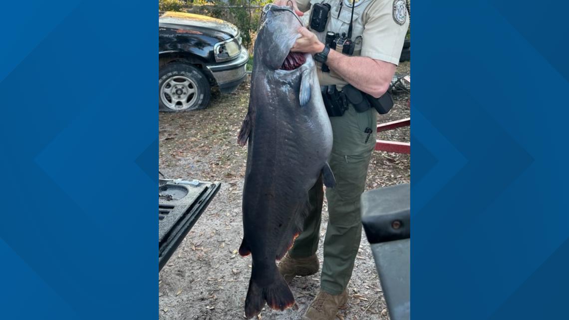 【OUTFLOW / Life Riddim】 CATFISH 1485 Massive 73-pound blue catfish catch breaks record in Florida